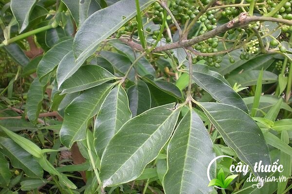 Lưu ý nên tham khảo ý kiến của bác sĩ trước khi dùng ba chạc làm thuốc chữa bệnh