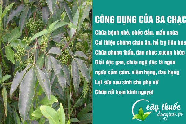 Công dụng tuyệt vời của ba chạc đối với sức khỏe