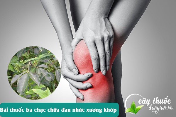 Bài thuốc ba chạc chữa bệnh đau nhức xương khớp, phong thấp