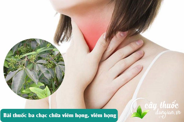 Bài thuốc ba chạc chữa bệnh viêm họng hiệu quả