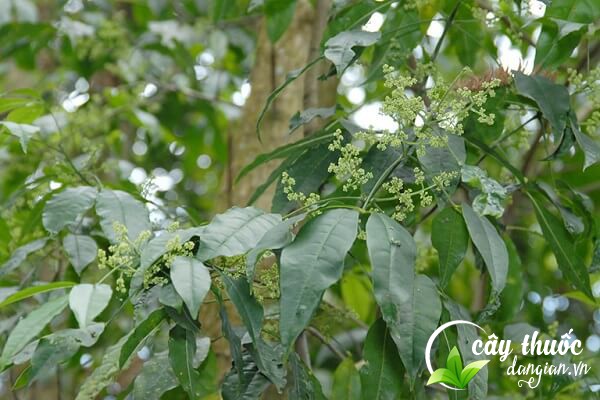 Ba chạc còn có tên gọi khác là chè cỏ, chè đắng,... được dân gian dùng làm thuốc chữa bệnh