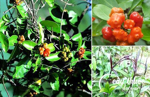 Hình ảnh cây ba kích tím