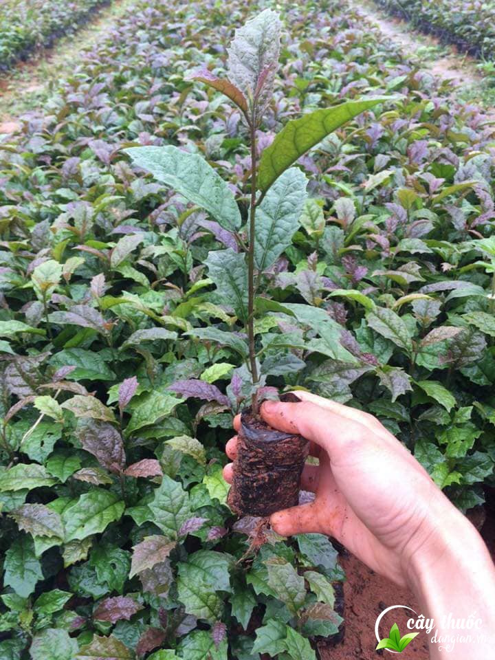 Cây ba kích tím được trồng ở nhiều nơi