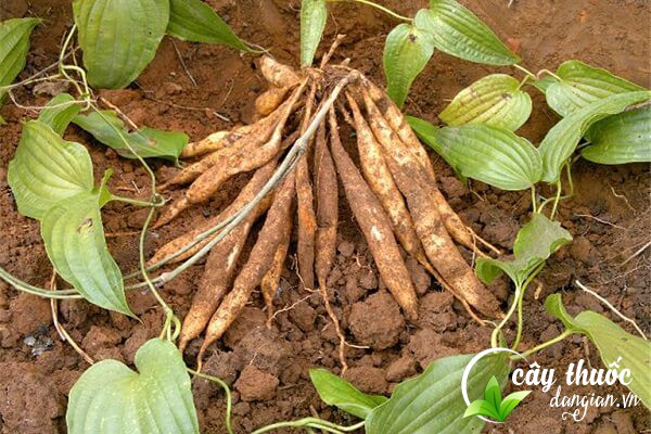 Hình ảnh cây bách bộ