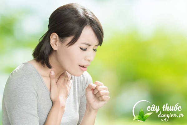 Bách bộ giúp chữa các loại ho hiệu quả