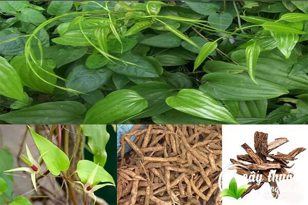 Bài thuốc hay từ bách bộ được nhiều người áp dụng