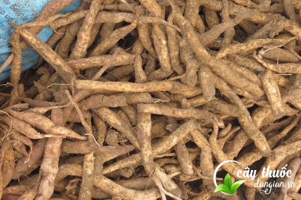 Lưu ý khi sử dụng bách bộ