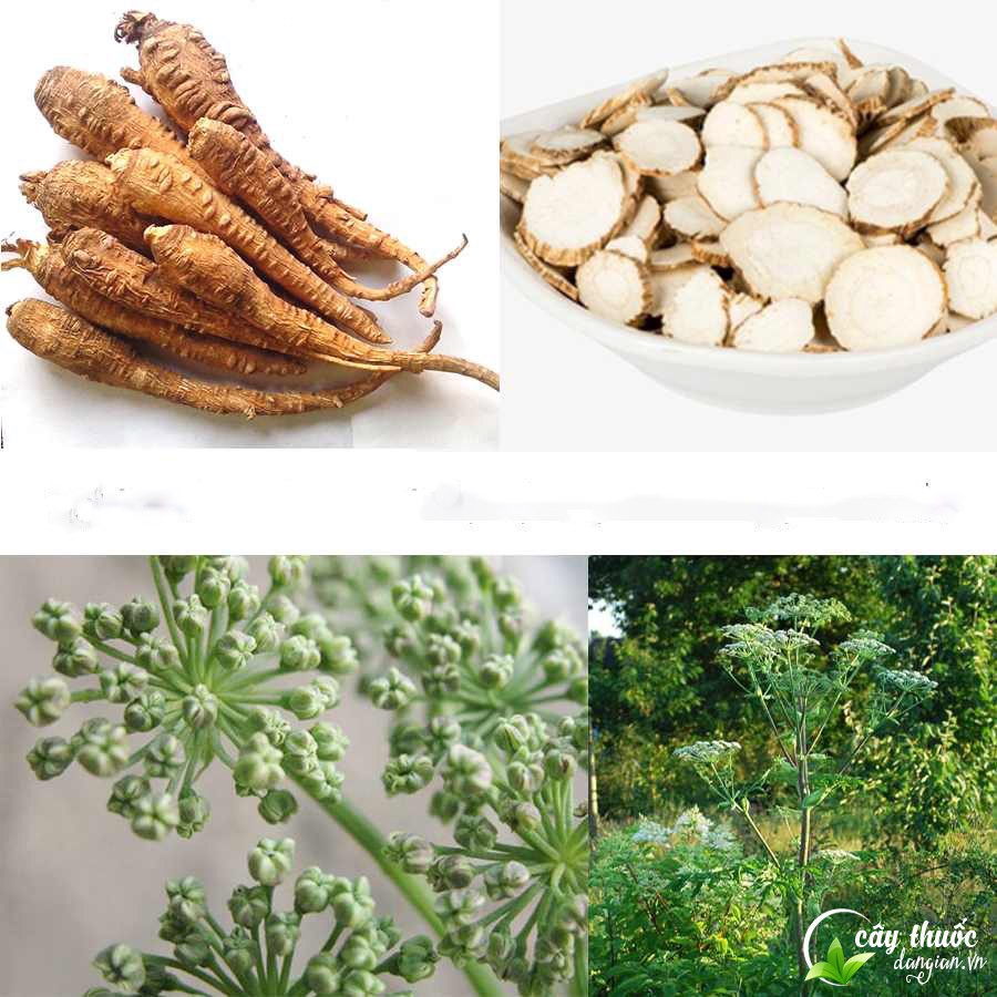 Hình ảnh cây bạch chỉ