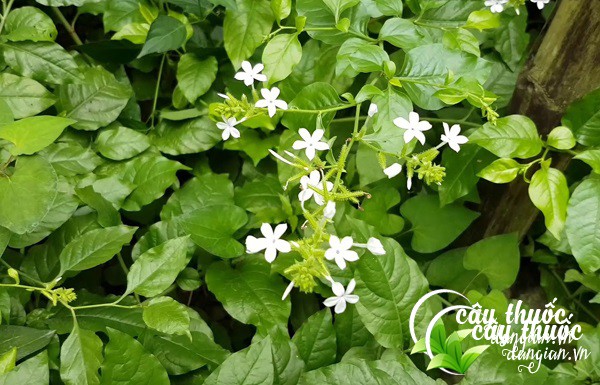 Hình ảnh cây bạch hoa xà