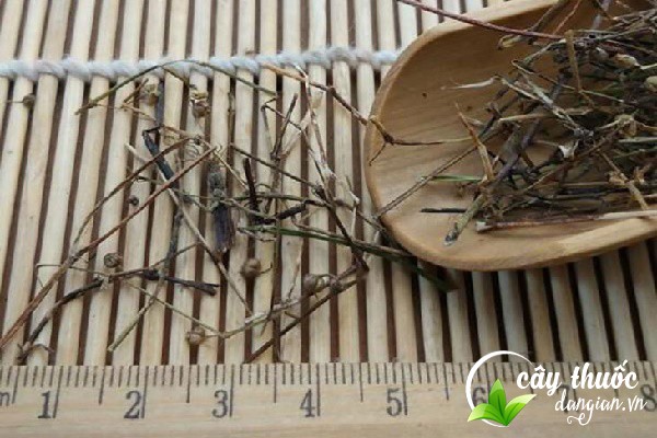 Bảo quản bạch hoa xà đúng cách là điều rất quan trọng