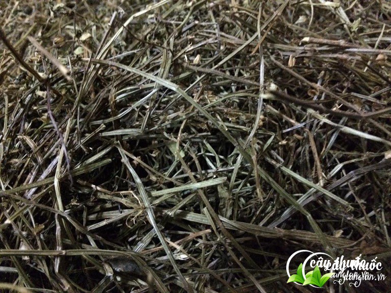 Bạch hoa xà với nhiều công dụng chữa bệnh hiệu quả