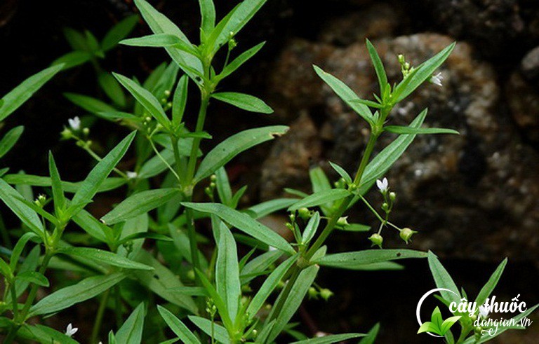 cay-bach-hoa-xa-thiet-thao