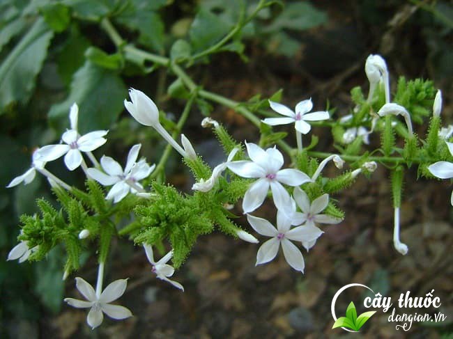 mua-bach-hoa-xa-o-dau