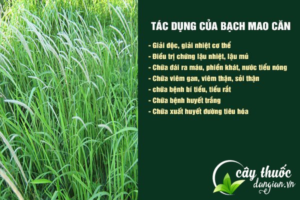 Những công dụng mà vị thuốc bạch mao căn (rễ cỏ tranh) mang lại cho sức khỏe.