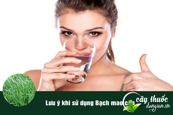 Lưu ý không sử dụng dược liệu bạch mao căn với hàm lượng lớn sẽ dễ gây phản tác dụng.