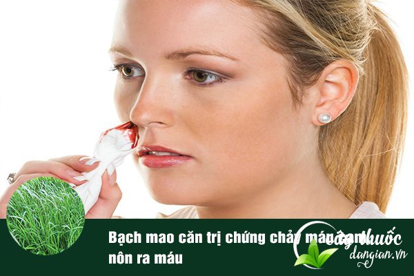 Bài thuốc từ dược liệu bạch mao căn cũng giúp chữa chứng chảy máu cam rất hiệu quả.