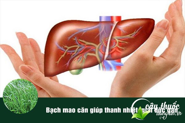 Bạch mao căn thường được dùng để làm bài thuốc thanh nhiệt, giải độc gan.