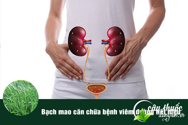 Bạch mao căn được sử dụng để làm bài thuốc chữa bệnh viêm đường tiết niệu rất tốt.