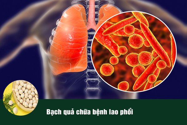 Bạch quả thường được sử dụng trong bài thuốc chữa bệnh lao phổi.