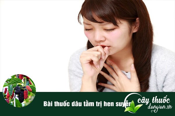 Dâu tằm giúp chữa bệnh hen suyễn hiệu quả.