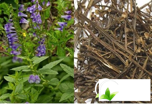 Tác dụng chữa ung thư của bán chi liên