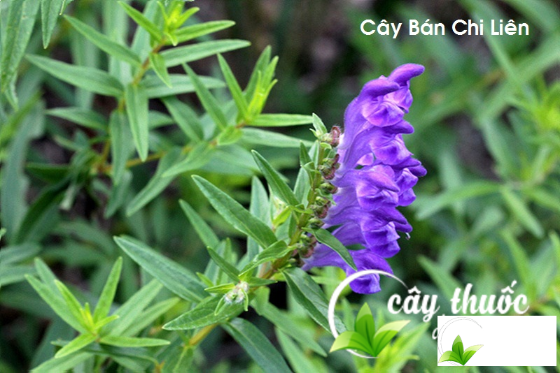 Cây bán chi liên