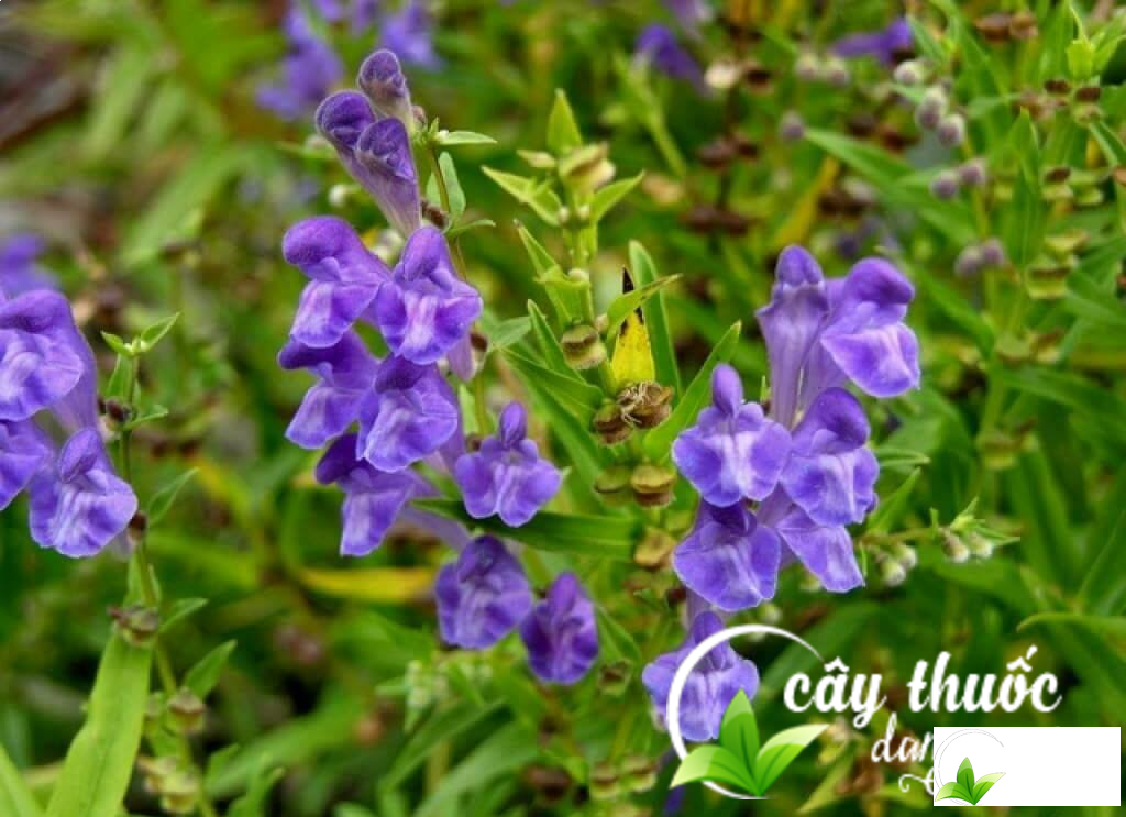 Bán chi liên trong các bài thuốc