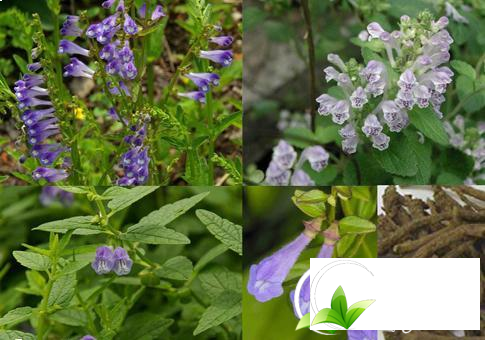 Bán chi liên và bạch hoa xà thiệt thảo