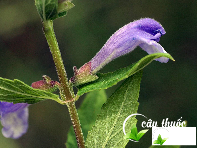 Bán chi liên chất lượng tại Cây Thuốc Dân Gian