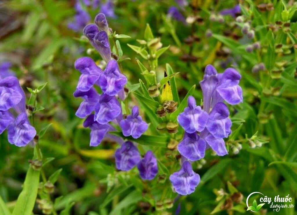 Mua bán chi liên tại Cây Thuốc Dân Gian chất lượng