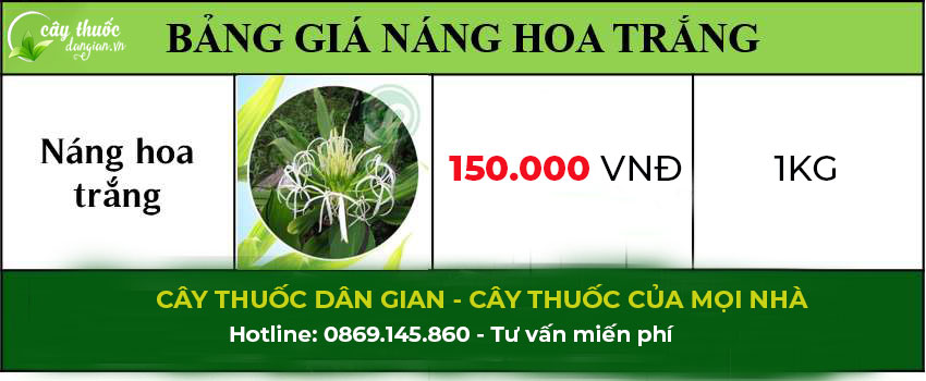 Bảng giá bán cây náng hoa trắng