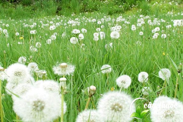 Bồ công anh với sức sống tiềm tàng và mang những giá trị tuyệt vời