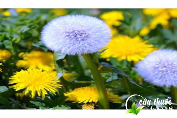 Bồ công anh có ba loại chính