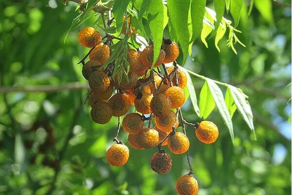 Bồ hòn có tên khoa học là Sapindus saponaria L được biết đến là một loại dược liệu.