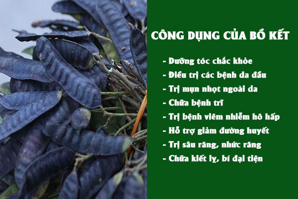 Những công dụng tốt của bồ kết đối với mái tóc và sức khỏe