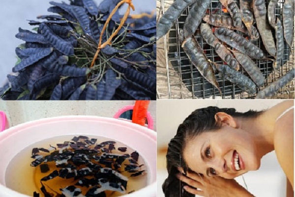 Bồ kết thường được sử dụng để làm bài thuốc dưỡng tóc chắc khỏe, óng mượt