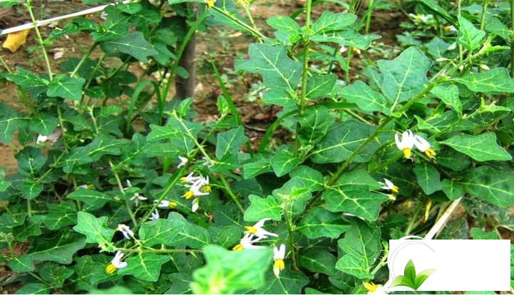 Cà gai leo - vị thuốc bổ cho gan