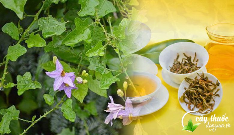 Cách làm trà cà gai leo đơn giản