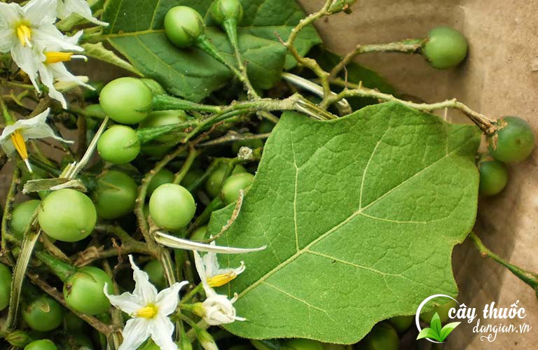 nen-mua-ca-gai-leo-o-dau