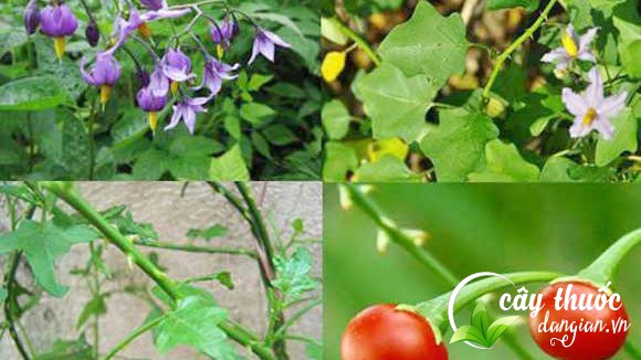 Cà gai leo có hai loại : hoa trắng và hoa tím