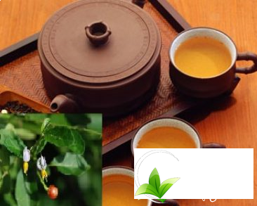 Dùng cà gai leo đúng cách để có hiệu quả tuyệt vời