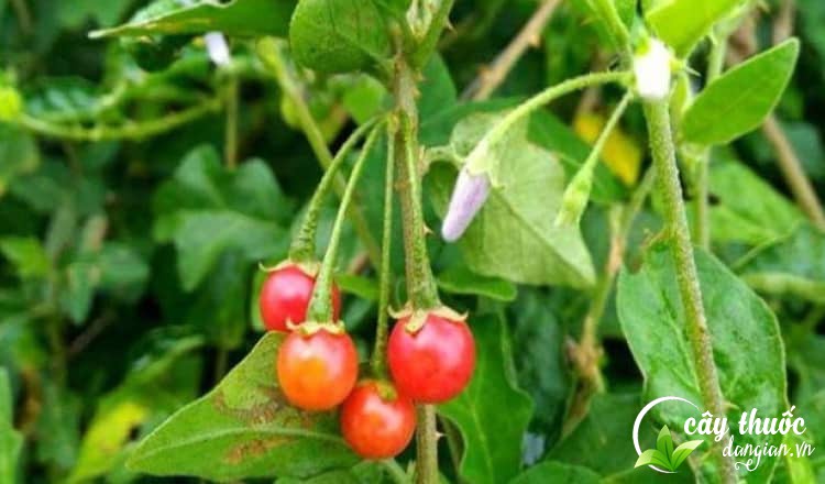 tai-sao-phai-mua-ca-gai-leo-chat-luong