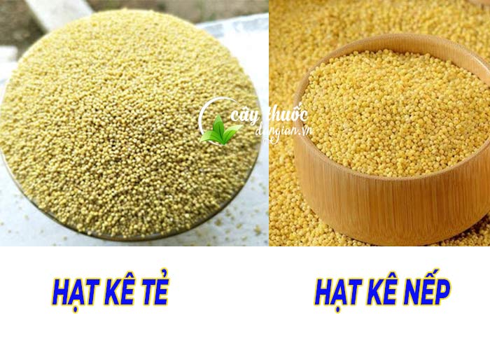 Hạt kê nếp và hạt kê tẻ