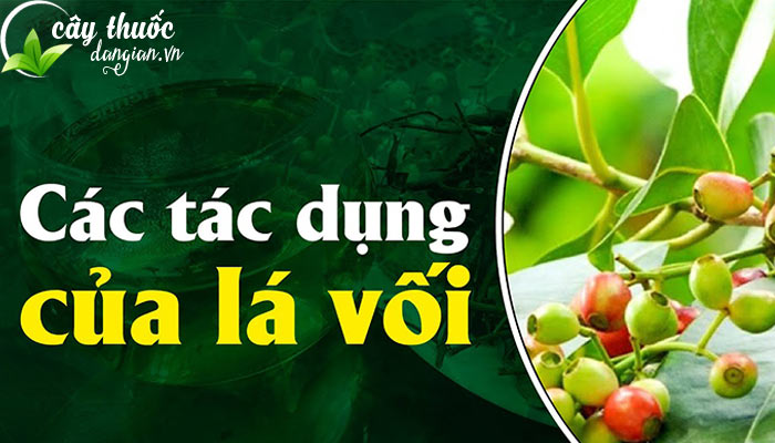 Các tác dụng của lá vối