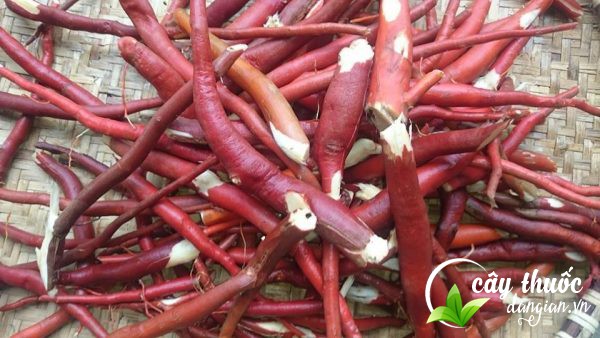 chuan-bi-sam-cau-de-ngam-ruou