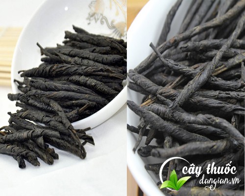 Chè đắng có tác dụng rất tốt đối với sức khỏe