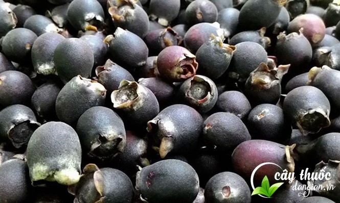 tac-dung-cua-qua-sim-tim