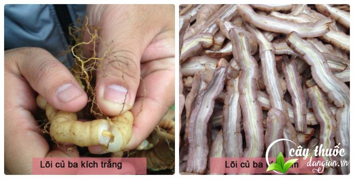 mot-so-bai-thuoc-tu-cu-ba-kich