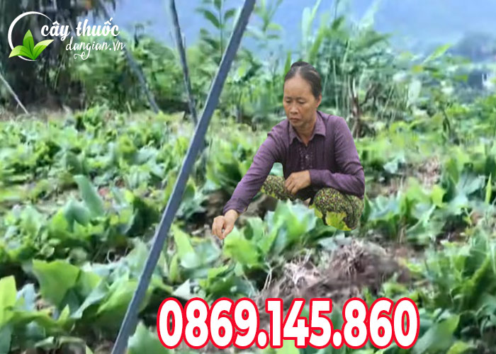 Cách trồng cây địa liền