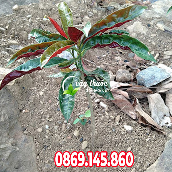 Cách trông cây đơn lá đỏ